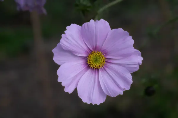 Private Payment Options